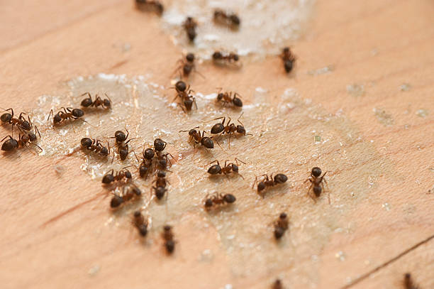 Best Pest Removal Services  in Questa, NM